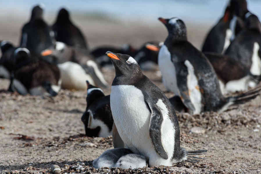 Pingüino Papua o Gentoo - islas Falkland o Malvinas 15.jpg